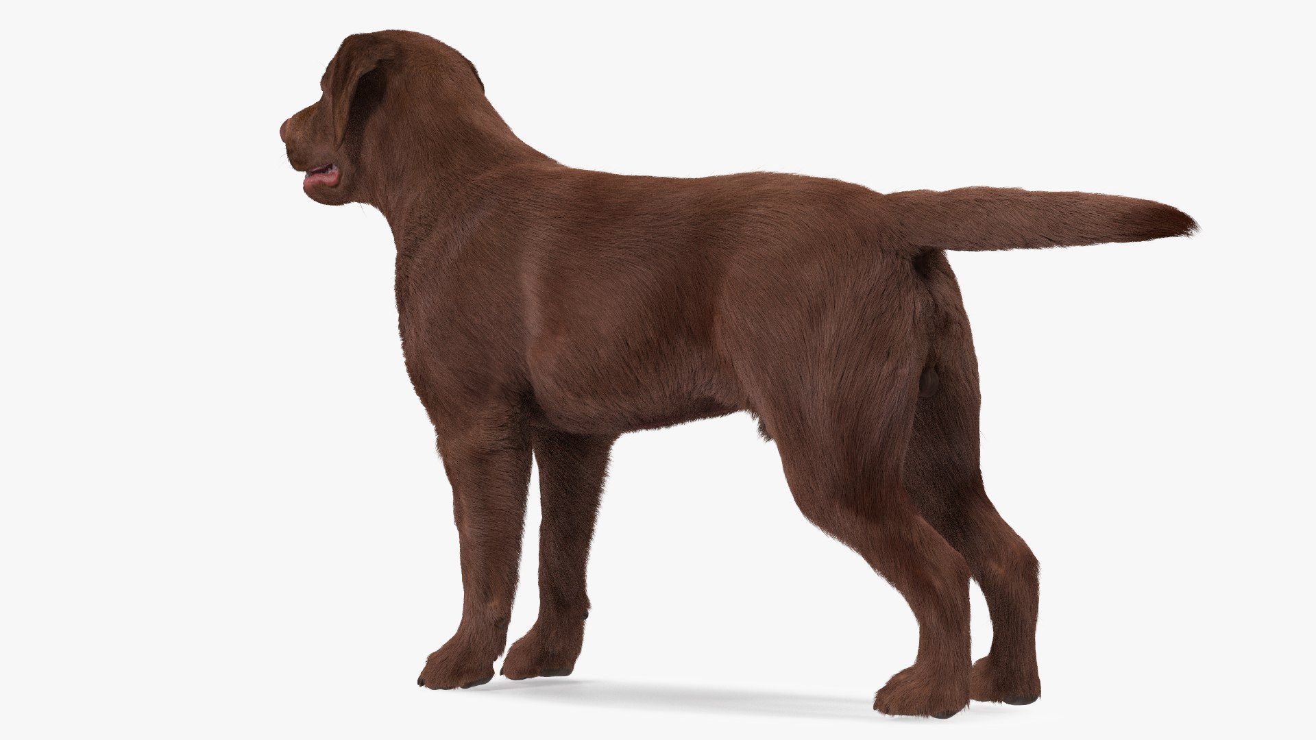 Dogs Rigged Collection 4 for Cinema 4D 3D model https://p.turbosquid.com/ts-thumb/zm/bPtWUJ/MW/dogsriggedcollection43dmodel011/jpg/1647007256/1920x1080/fit_q87/5db3101d67367f8bc31fa9ad04c04f016ee3a975/dogsriggedcollection43dmodel011.jpg