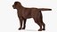 Dogs Rigged Collection 4 for Cinema 4D