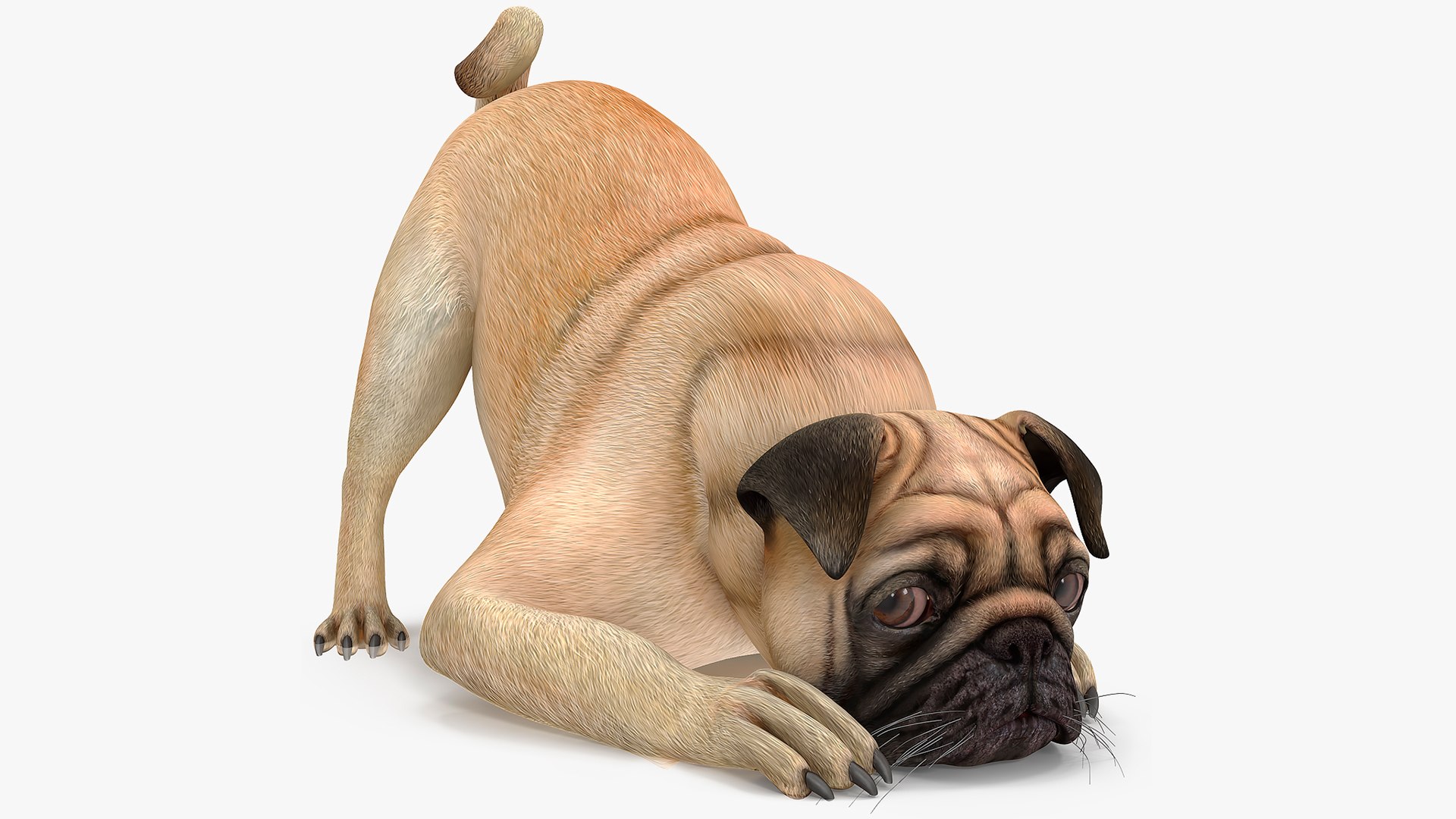 Dogs Rigged Collection 4 for Cinema 4D 3D model https://p.turbosquid.com/ts-thumb/zm/bPtWUJ/OB/dogsriggedcollection43dmodel043/jpg/1647007364/1920x1080/fit_q87/9f28a4c0dc429b0047375faa4cea5ca43dd9663c/dogsriggedcollection43dmodel043.jpg