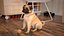 Dogs Rigged Collection 4 for Cinema 4D