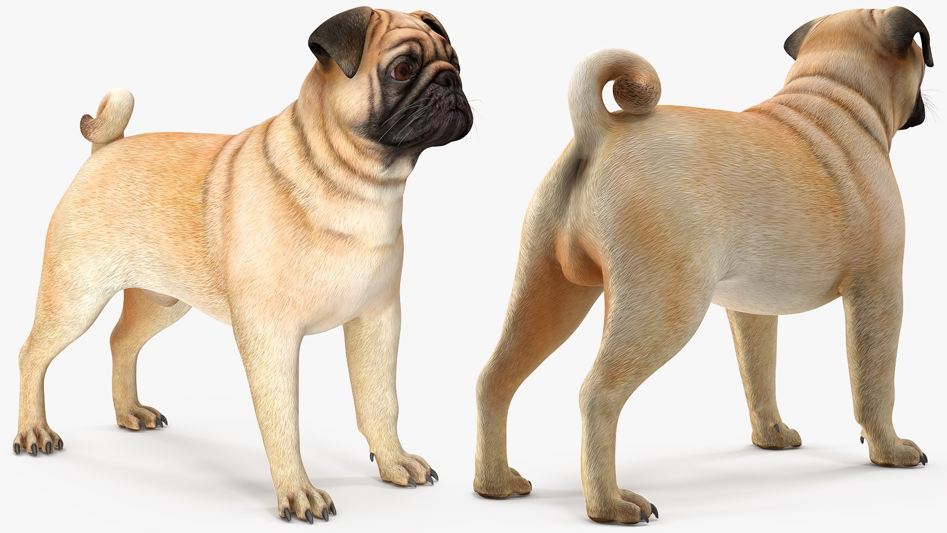 Dogs Rigged Collection 4 for Cinema 4D 3D model https://p.turbosquid.com/ts-thumb/zm/bPtWUJ/RY/dogsriggedcollection43dmodel053/jpg/1647007410/1920x1080/fit_q87/d954b44d48f26e437a3bed58848f6f9bf667623c/dogsriggedcollection43dmodel053.jpg