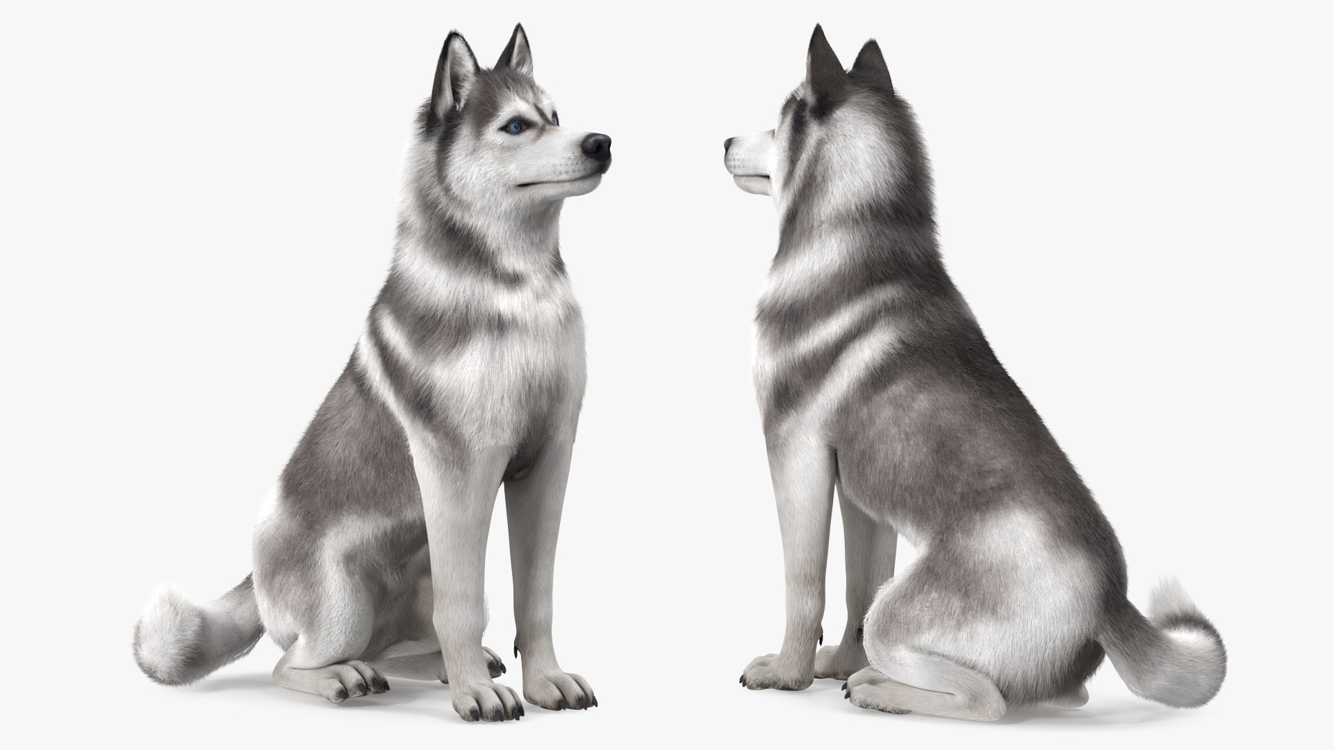Dogs Rigged Collection 4 for Cinema 4D 3D model https://p.turbosquid.com/ts-thumb/zm/bPtWUJ/Rz/dogsriggedcollection43dmodel034/jpg/1647007334/1920x1080/fit_q87/a567901ba085c896dd66538a2f3ff5fd3d717f6d/dogsriggedcollection43dmodel034.jpg