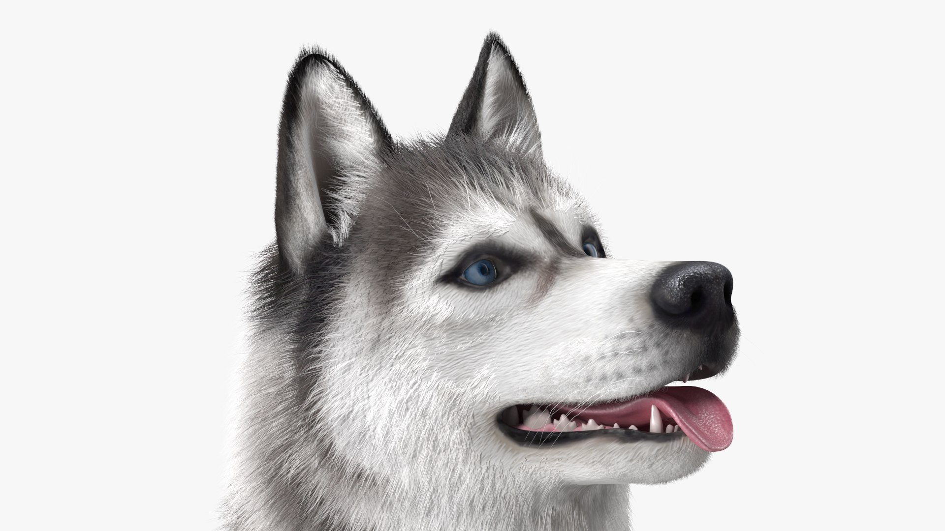 Dogs Rigged Collection 4 for Cinema 4D 3D model https://p.turbosquid.com/ts-thumb/zm/bPtWUJ/Sp/dogsriggedcollection43dmodel039/jpg/1647007350/1920x1080/fit_q87/86189b0e1f1e175c363873457efaa78aae02139e/dogsriggedcollection43dmodel039.jpg