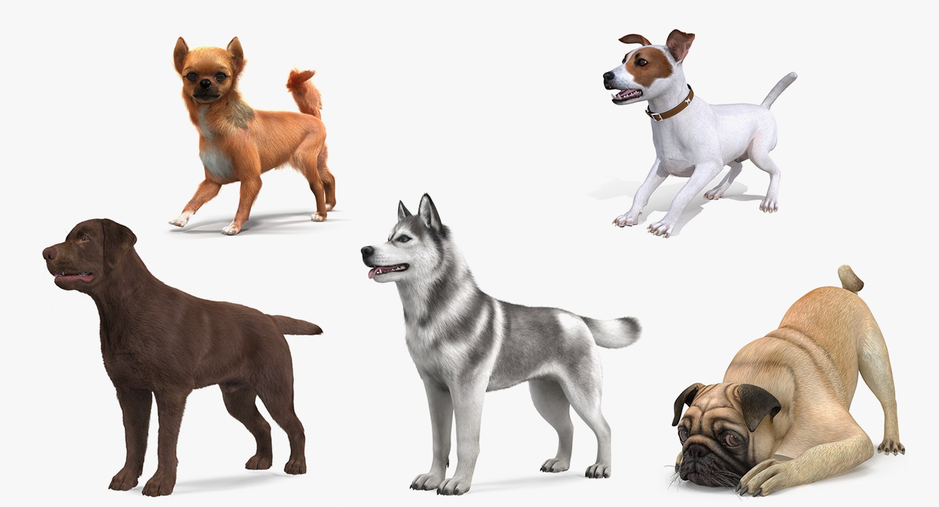 Dogs Rigged Collection 4 for Cinema 4D 3D model preview