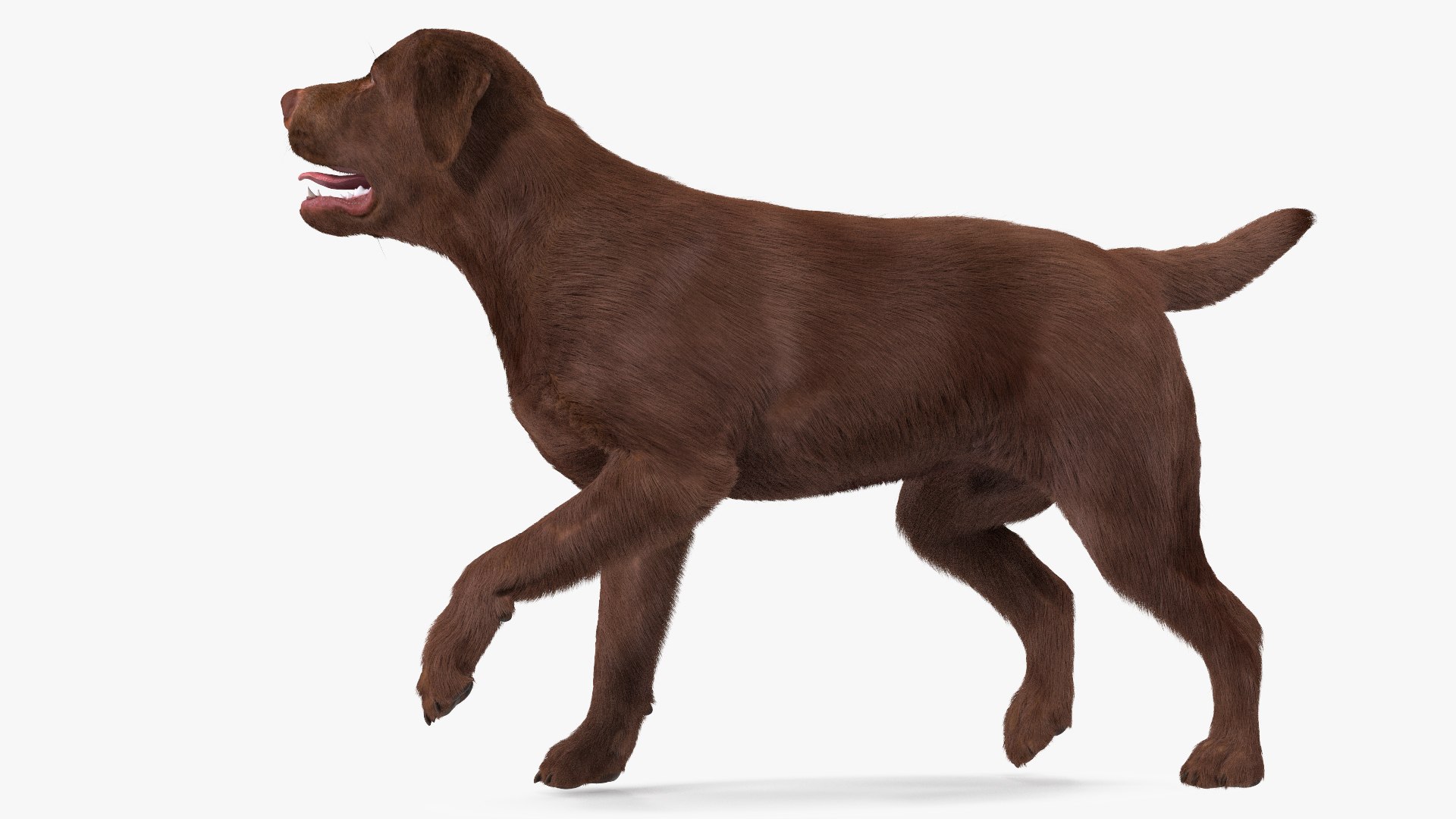 Dogs Rigged Collection 4 for Cinema 4D 3D model https://p.turbosquid.com/ts-thumb/zm/bPtWUJ/Vf/dogsriggedcollection43dmodel008/jpg/1647007247/1920x1080/fit_q87/11590e0ed5c3b78946ac5f0fa9bca1e9fd77f65c/dogsriggedcollection43dmodel008.jpg