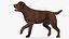 Dogs Rigged Collection 4 for Cinema 4D