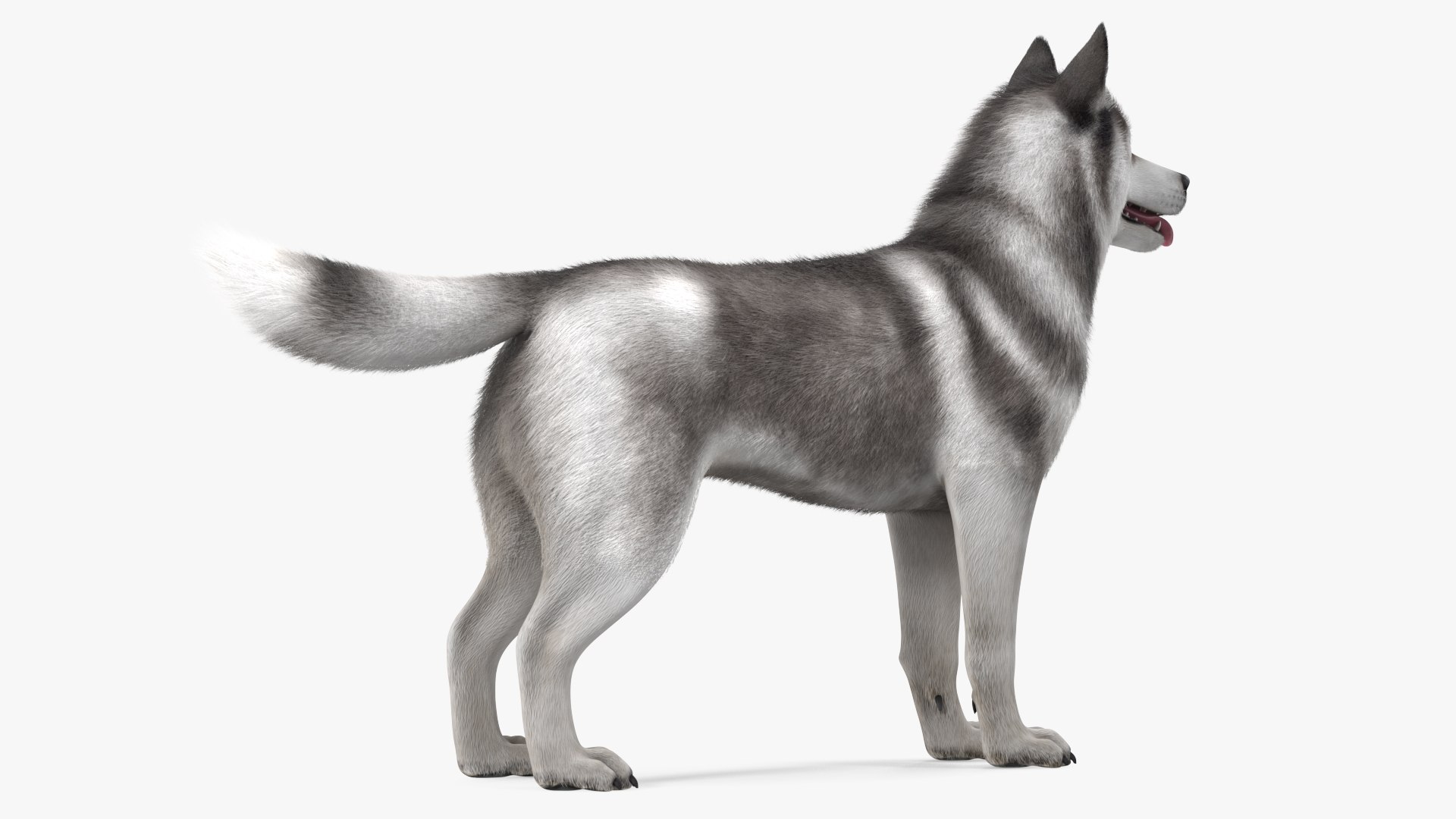 Dogs Rigged Collection 4 for Cinema 4D 3D model https://p.turbosquid.com/ts-thumb/zm/bPtWUJ/Vh/dogsriggedcollection43dmodel032/jpg/1647007328/1920x1080/fit_q87/44441d2bcd46634bca73892d84fa8e61b03ac2a6/dogsriggedcollection43dmodel032.jpg