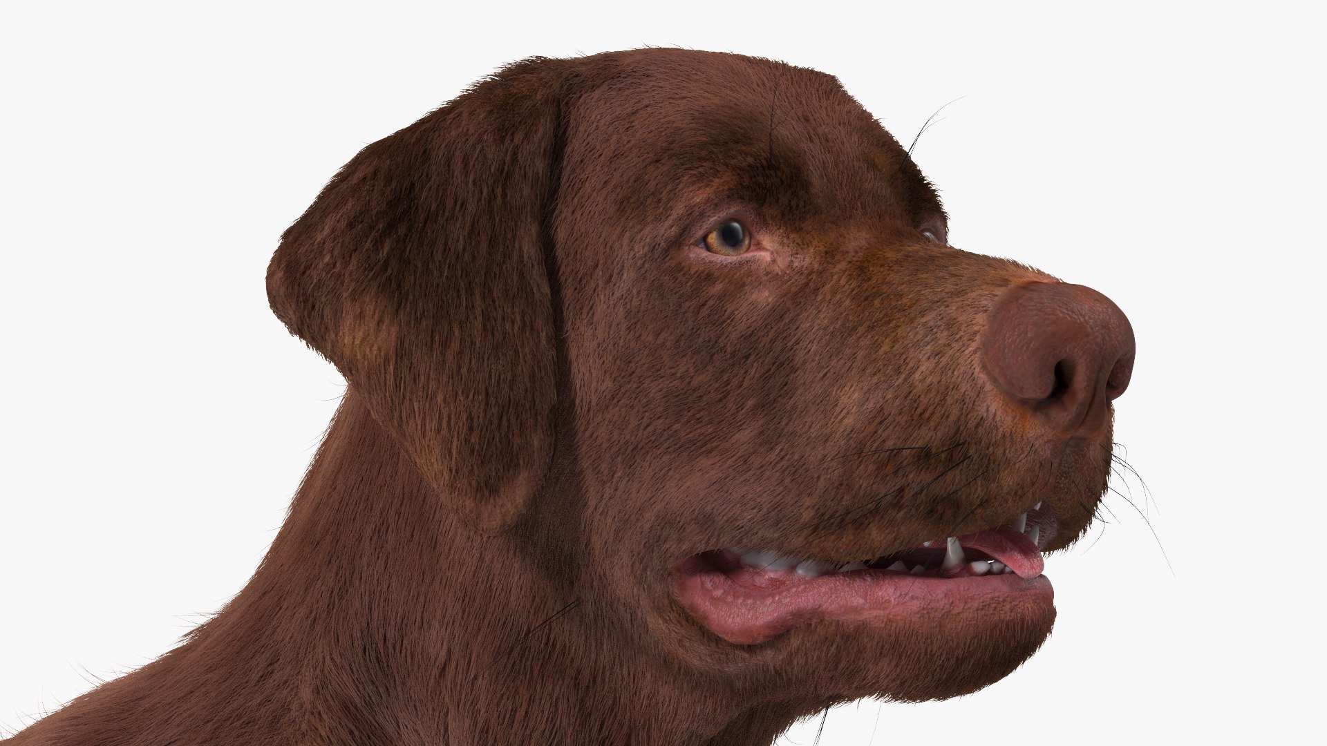 Dogs Rigged Collection 4 for Cinema 4D 3D model https://p.turbosquid.com/ts-thumb/zm/bPtWUJ/WC/dogsriggedcollection43dmodel014/jpg/1647007268/1920x1080/fit_q87/f7bc44e62cc050c2428f5001c9d4bbb0872201e2/dogsriggedcollection43dmodel014.jpg