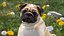 Dogs Rigged Collection 4 for Cinema 4D
