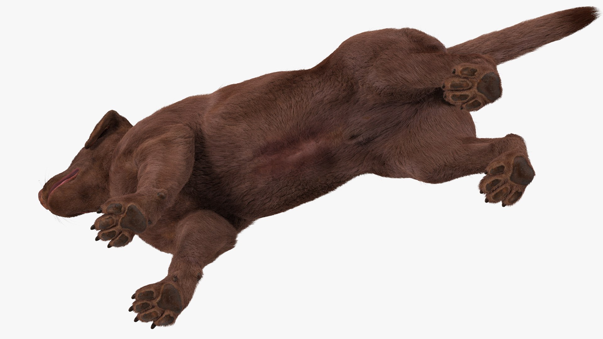 Dogs Rigged Collection 4 for Cinema 4D 3D model https://p.turbosquid.com/ts-thumb/zm/bPtWUJ/Xx/dogsriggedcollection43dmodel019/jpg/1647007287/1920x1080/fit_q87/73d9f0c0b63bec0c8679c87e4874259cdc17f2ae/dogsriggedcollection43dmodel019.jpg