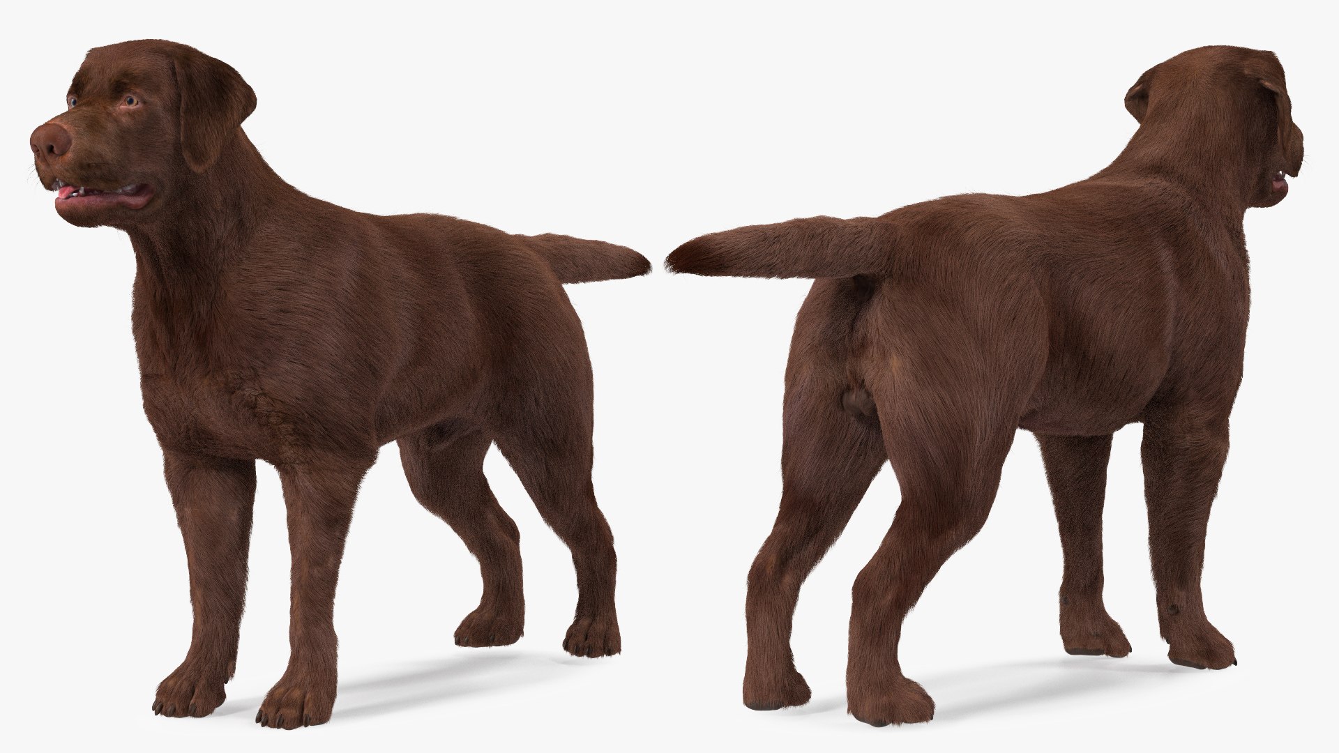 Dogs Rigged Collection 4 for Cinema 4D 3D model https://p.turbosquid.com/ts-thumb/zm/bPtWUJ/Zj/dogsriggedcollection43dmodel010/jpg/1647007253/1920x1080/fit_q87/b9b641079a5106622813358c9836aa559ebf9b5a/dogsriggedcollection43dmodel010.jpg