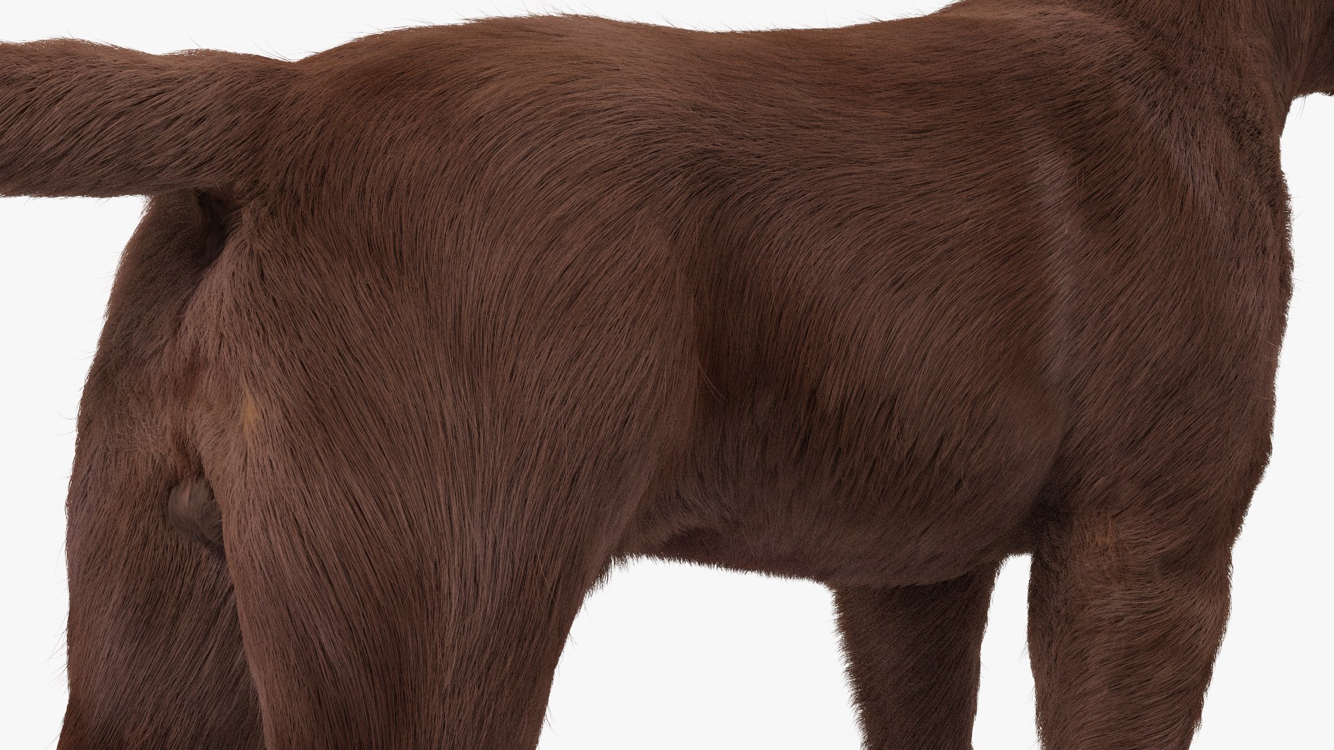 Dogs Rigged Collection 4 for Cinema 4D 3D model https://p.turbosquid.com/ts-thumb/zm/bPtWUJ/a5/dogsriggedcollection43dmodel016/jpg/1647007277/1920x1080/fit_q87/dd4392e5de833815ba32ac40161421eb4a923130/dogsriggedcollection43dmodel016.jpg