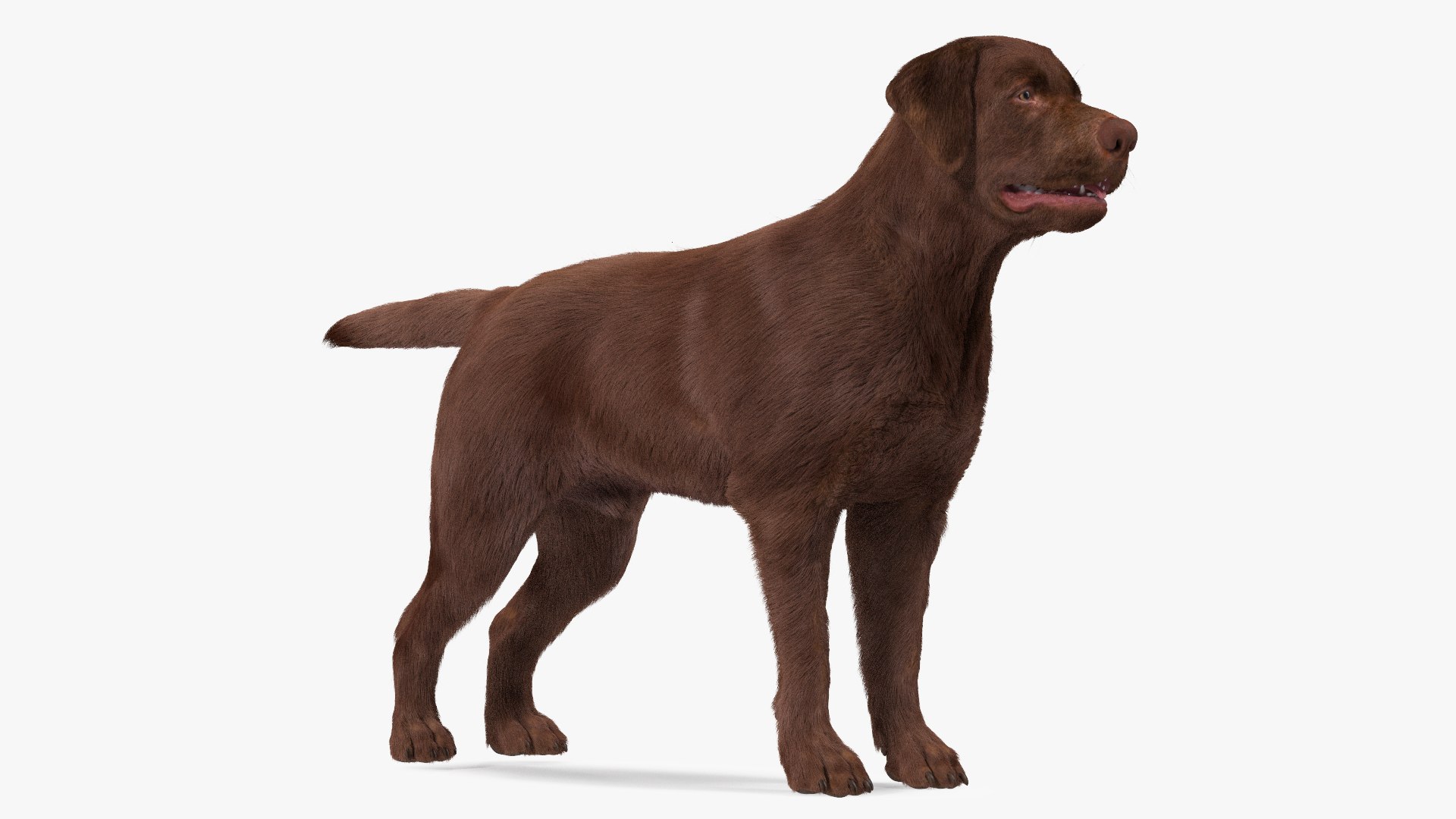 Dogs Rigged Collection 4 for Cinema 4D 3D model https://p.turbosquid.com/ts-thumb/zm/bPtWUJ/bb/dogsriggedcollection43dmodel002/jpg/1647007228/1920x1080/fit_q87/c8bc84f1f8fd3e483bbd6368808bc82b81f5e30d/dogsriggedcollection43dmodel002.jpg