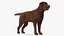 Dogs Rigged Collection 4 for Cinema 4D