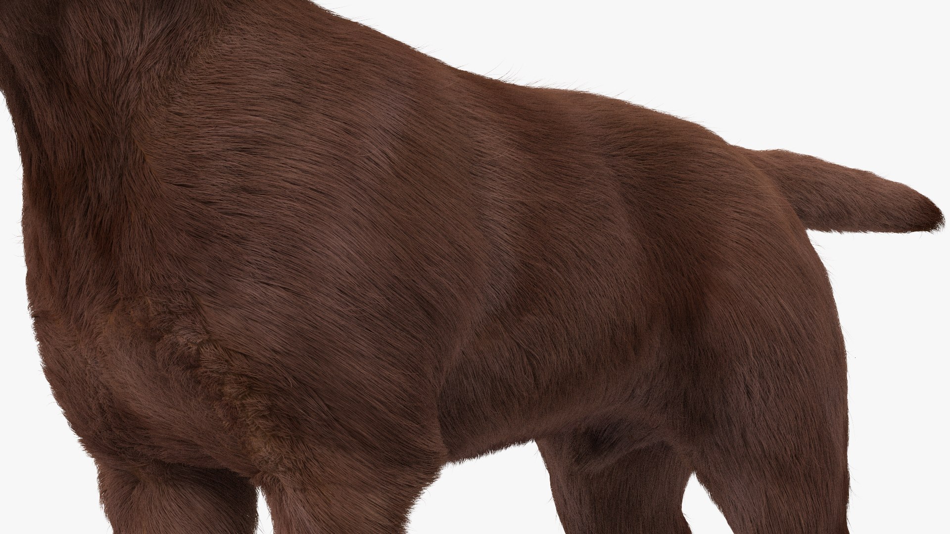 Dogs Rigged Collection 4 for Cinema 4D 3D model https://p.turbosquid.com/ts-thumb/zm/bPtWUJ/ez/dogsriggedcollection43dmodel015/jpg/1647007273/1920x1080/fit_q87/e3cef8656fa2755ea57bba51d1020d804b49aa29/dogsriggedcollection43dmodel015.jpg