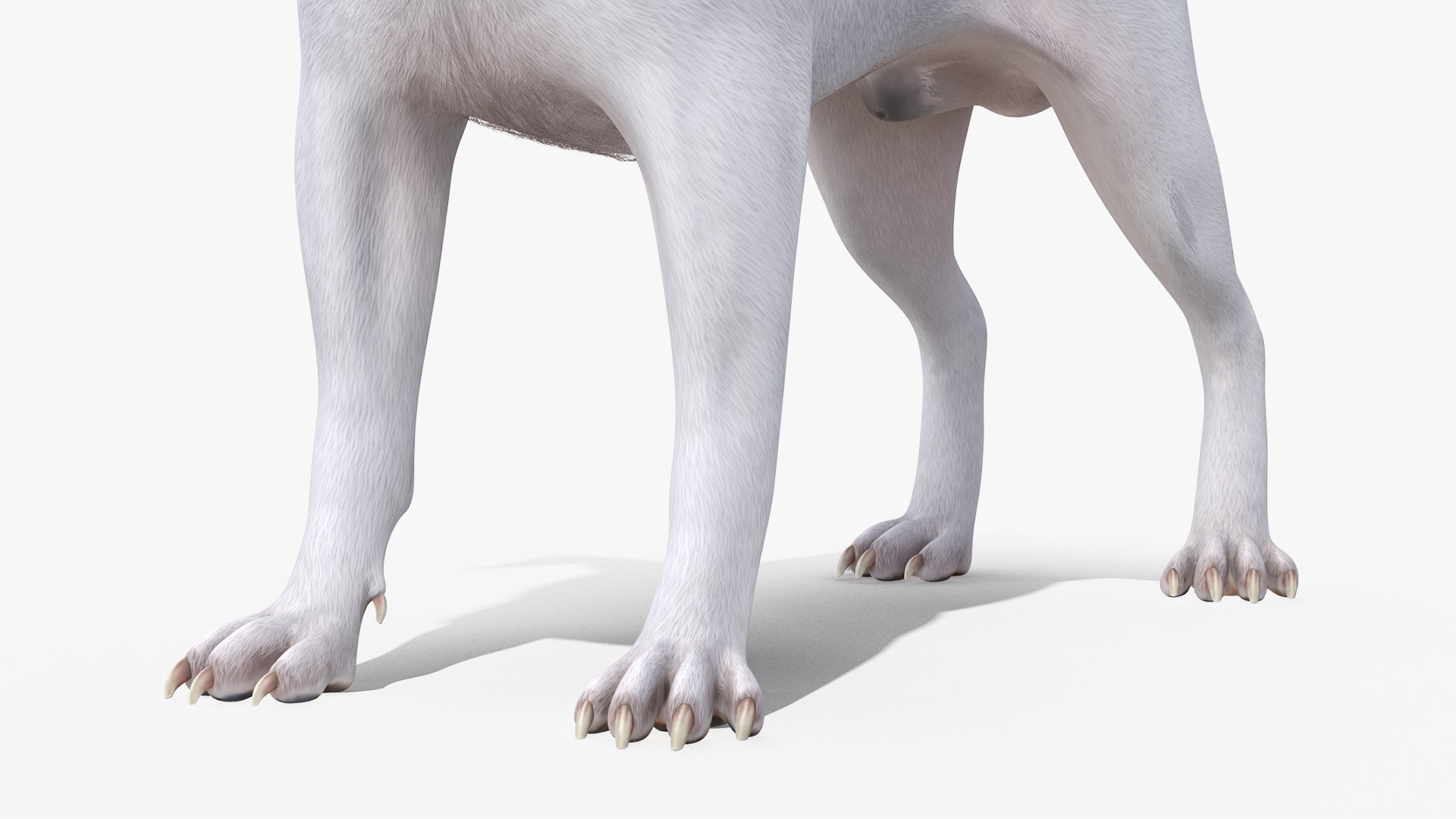 Dogs Rigged Collection 4 for Cinema 4D 3D model https://p.turbosquid.com/ts-thumb/zm/bPtWUJ/k5/dogsriggedcollection43dmodel076/jpg/1647007485/1920x1080/fit_q87/1b1c89de73e84d3a38151a744cf910c1ddcc51d3/dogsriggedcollection43dmodel076.jpg