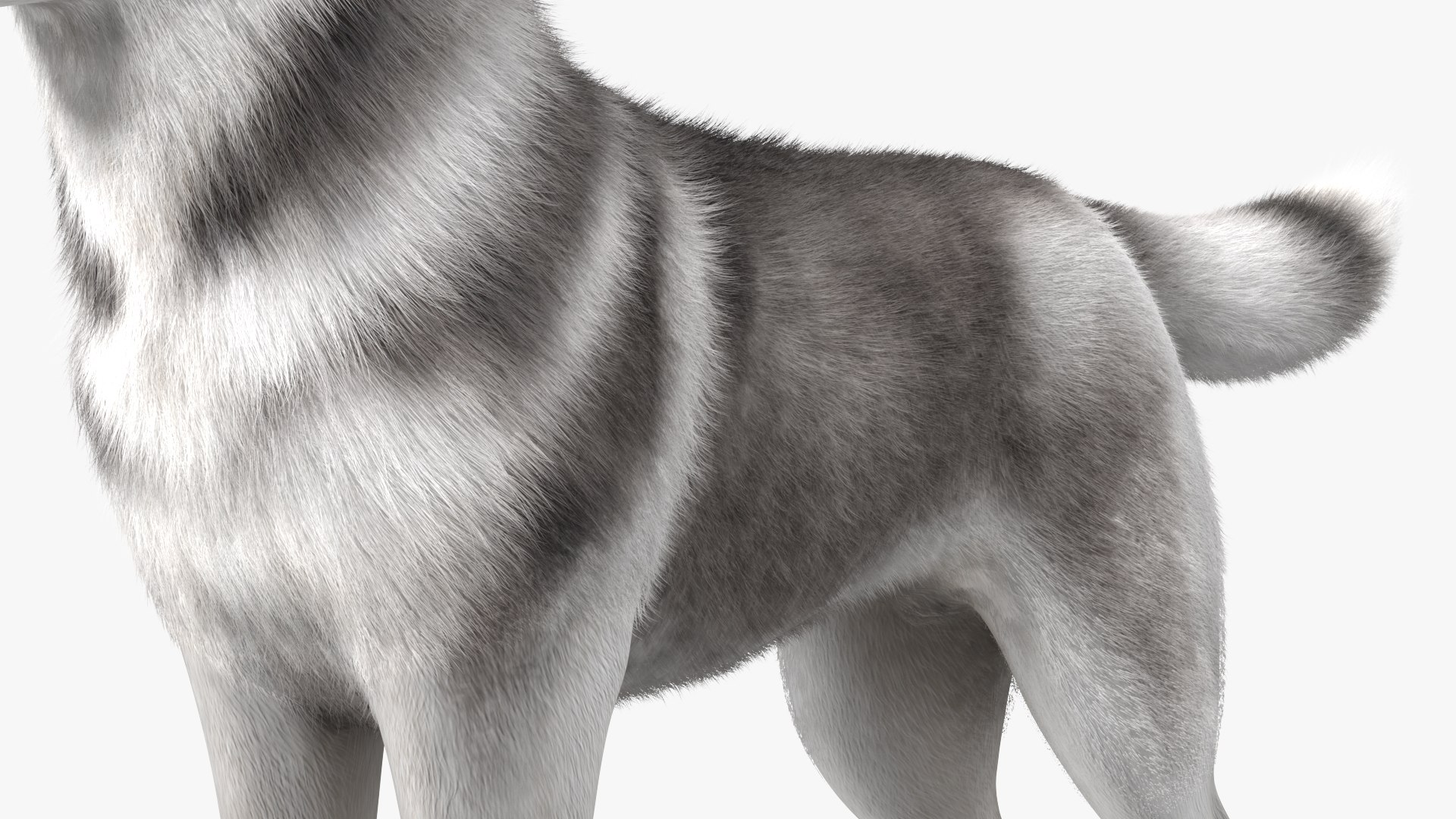 Dogs Rigged Collection 4 for Cinema 4D 3D model https://p.turbosquid.com/ts-thumb/zm/bPtWUJ/kd/dogsriggedcollection43dmodel042/jpg/1647007360/1920x1080/fit_q87/71a8ba4a64ccaaccecd0b74cf16d78ab401175d3/dogsriggedcollection43dmodel042.jpg