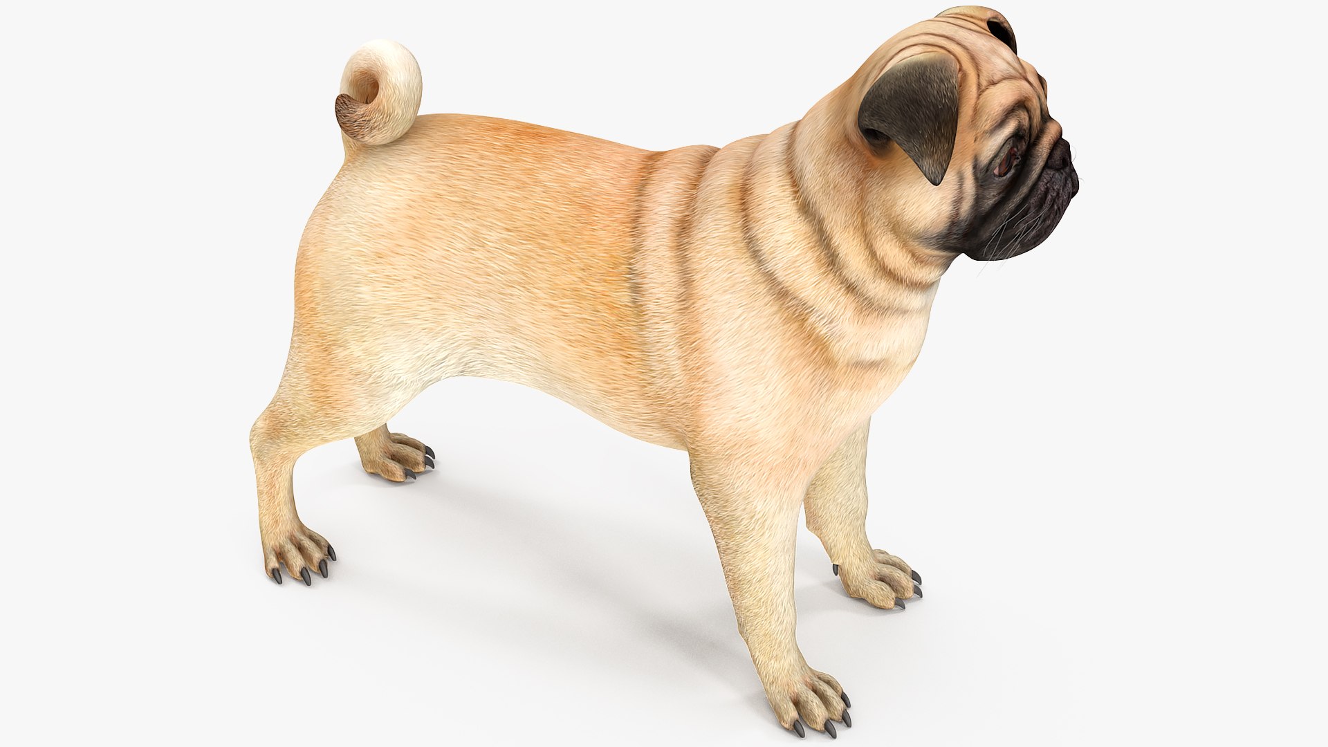 Dogs Rigged Collection 4 for Cinema 4D 3D model https://p.turbosquid.com/ts-thumb/zm/bPtWUJ/kg/dogsriggedcollection43dmodel058/jpg/1647007426/1920x1080/fit_q87/82efcecd0b68ac4f38143f01fe1ee0b7c5801efc/dogsriggedcollection43dmodel058.jpg