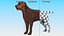 Dogs Rigged Collection 4 for Cinema 4D