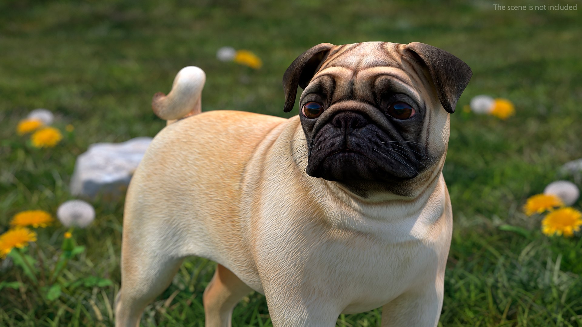 Dogs Rigged Collection 4 for Cinema 4D 3D model https://p.turbosquid.com/ts-thumb/zm/bPtWUJ/qk/dogsriggedcollection43dmodel049/jpg/1647007396/1920x1080/fit_q87/fda2d8735f57db37d95ba65488e9f4d93c23ab3b/dogsriggedcollection43dmodel049.jpg