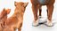 Dogs Rigged Collection 4 for Cinema 4D