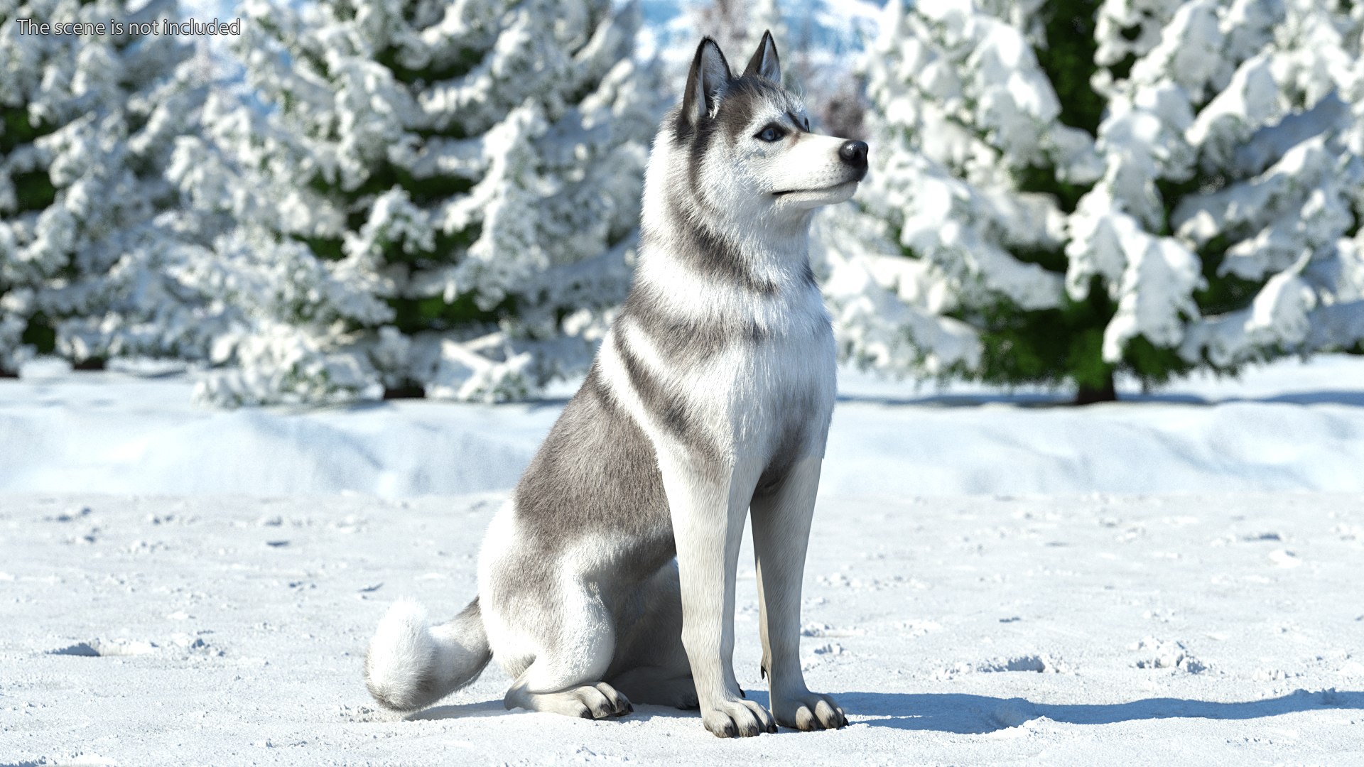 Dogs Rigged Collection 4 for Cinema 4D 3D model https://p.turbosquid.com/ts-thumb/zm/bPtWUJ/sR/dogsriggedcollection43dmodel023/jpg/1647007299/1920x1080/fit_q87/46c29e10f0f0ea510ce7128a1beffbcc1ed2bc9e/dogsriggedcollection43dmodel023.jpg