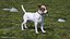 Dogs Rigged Collection 4 for Cinema 4D