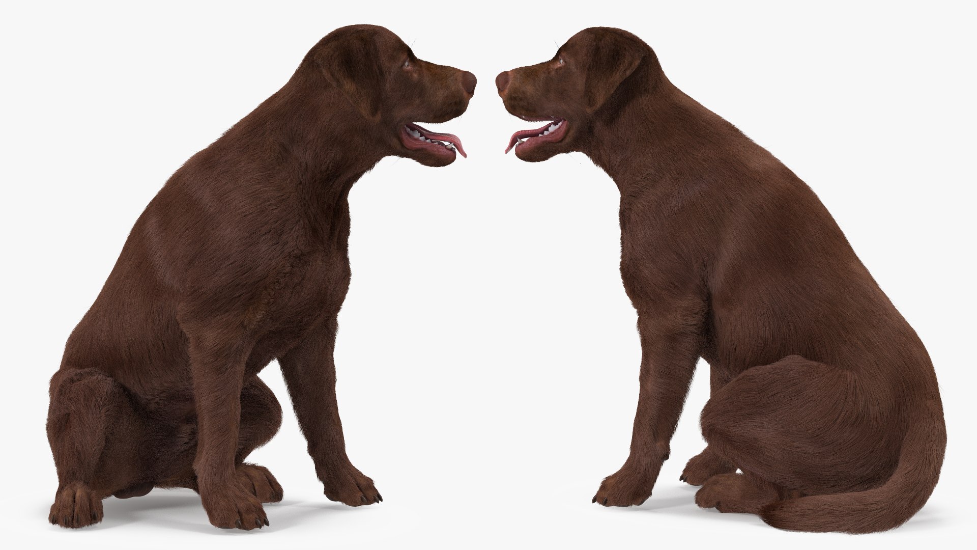 Dogs Rigged Collection 4 for Cinema 4D 3D model https://p.turbosquid.com/ts-thumb/zm/bPtWUJ/vB/dogsriggedcollection43dmodel009/jpg/1647007250/1920x1080/fit_q87/34e9af9138c6a1f08f2daaa073ad22db8d0f9c64/dogsriggedcollection43dmodel009.jpg
