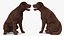Dogs Rigged Collection 4 for Cinema 4D