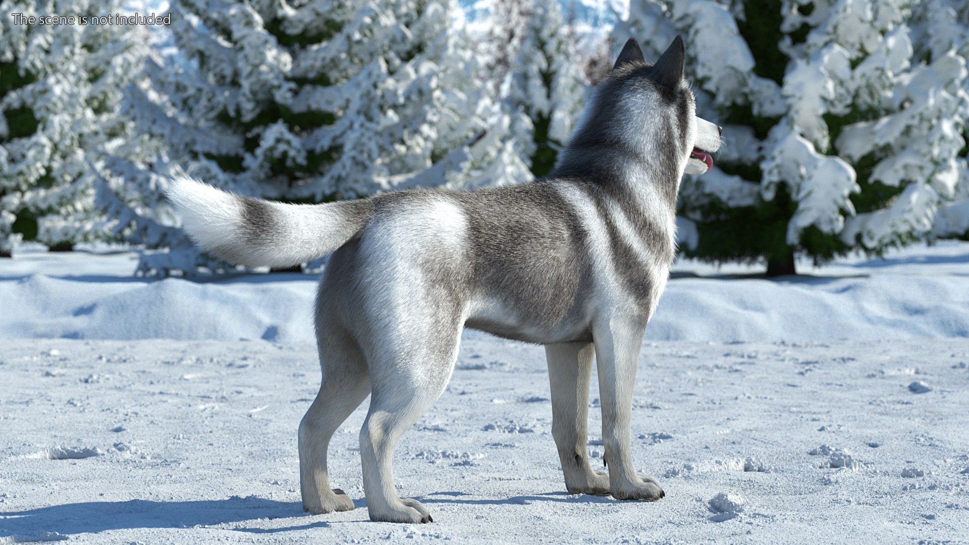 Dogs Rigged Collection 4 for Cinema 4D 3D model https://p.turbosquid.com/ts-thumb/zm/bPtWUJ/vO/dogsriggedcollection43dmodel024/jpg/1647007302/1920x1080/fit_q87/acfa90c3a5959e4bc5973328fe230417e0ed1ab5/dogsriggedcollection43dmodel024.jpg