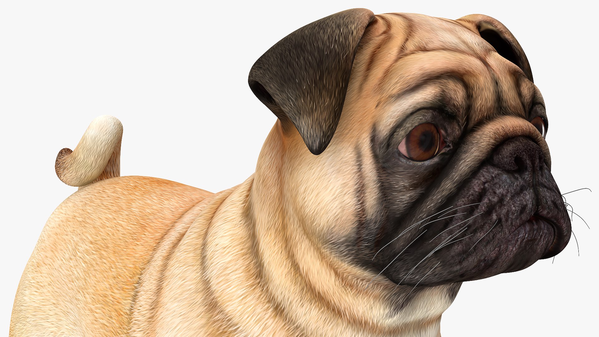 Dogs Rigged Collection 4 for Cinema 4D 3D model https://p.turbosquid.com/ts-thumb/zm/bPtWUJ/wZ/dogsriggedcollection43dmodel061/jpg/1647007435/1920x1080/fit_q87/6ac5042b5c3275813a8a3496ecf7a5747f716be9/dogsriggedcollection43dmodel061.jpg