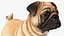 Dogs Rigged Collection 4 for Cinema 4D