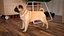 Dogs Rigged Collection 4 for Cinema 4D
