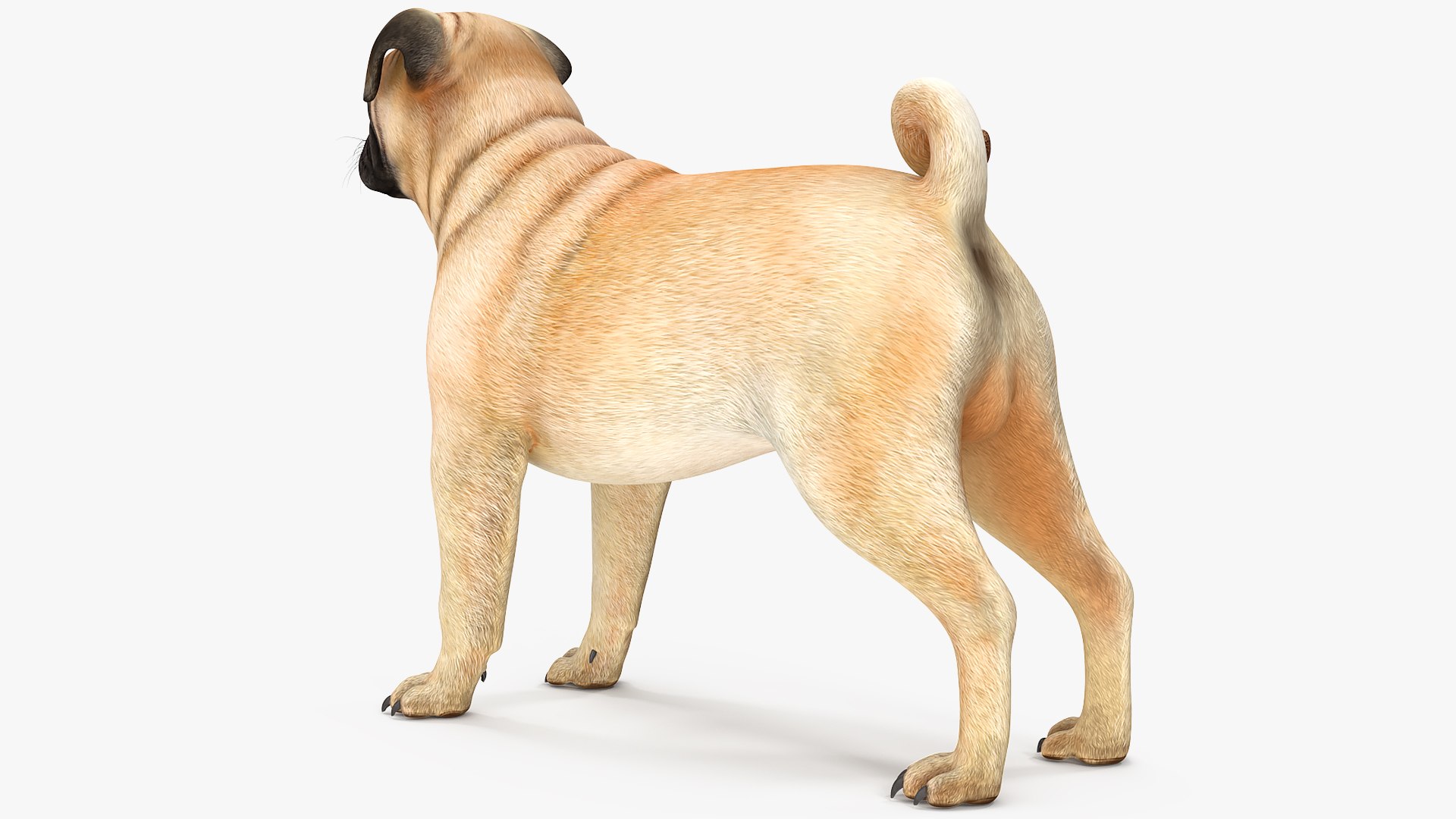 Dogs Rigged Collection 4 for Cinema 4D 3D model https://p.turbosquid.com/ts-thumb/zm/bPtWUJ/yQ/dogsriggedcollection43dmodel055/jpg/1647007416/1920x1080/fit_q87/3d4ff9f5de8121713d559c91f07767afbd656d43/dogsriggedcollection43dmodel055.jpg