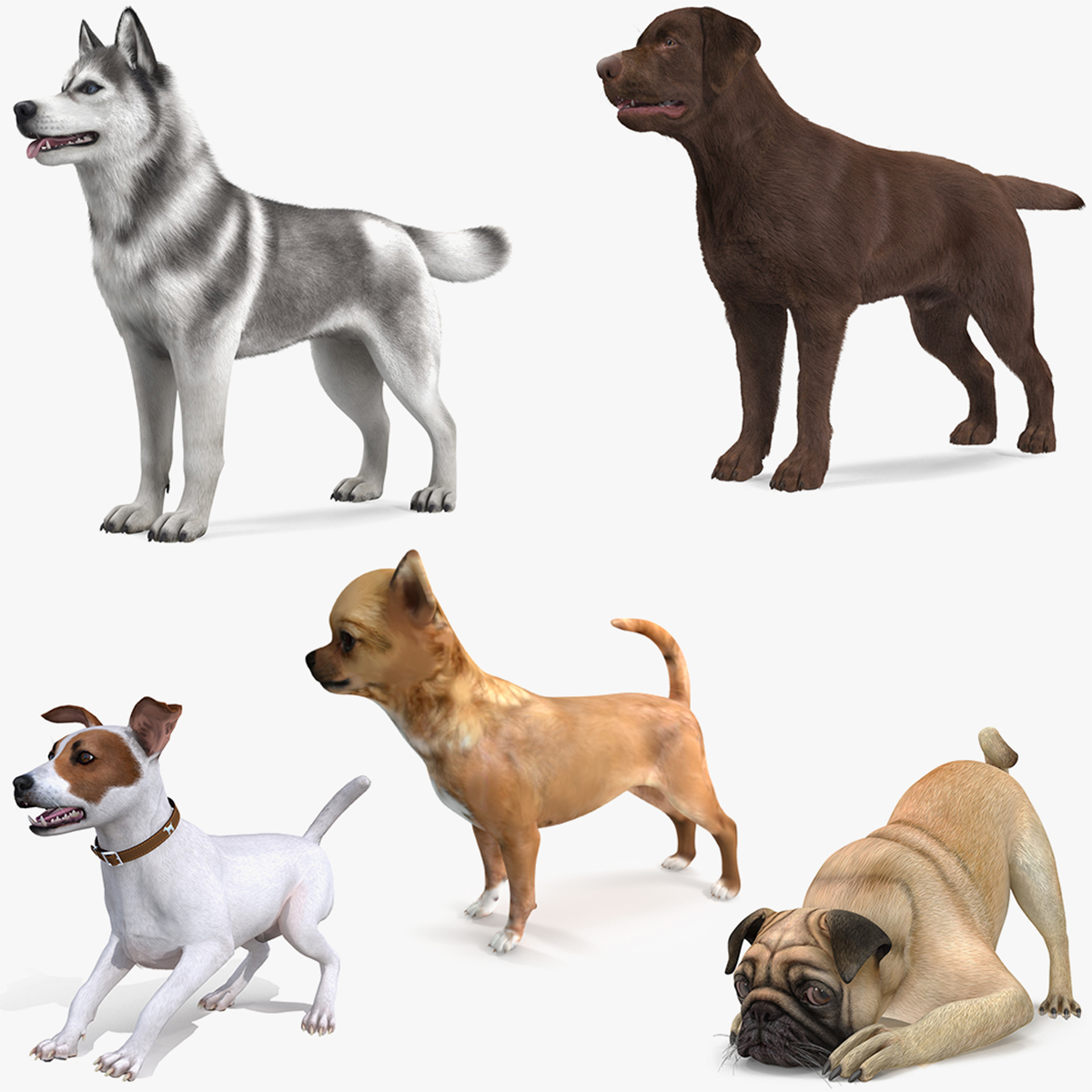 Dogs Rigged Collection 4 for Cinema 4D 3D model TurboSquid 1899851