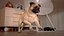 Dogs Rigged Collection 4 for Cinema 4D