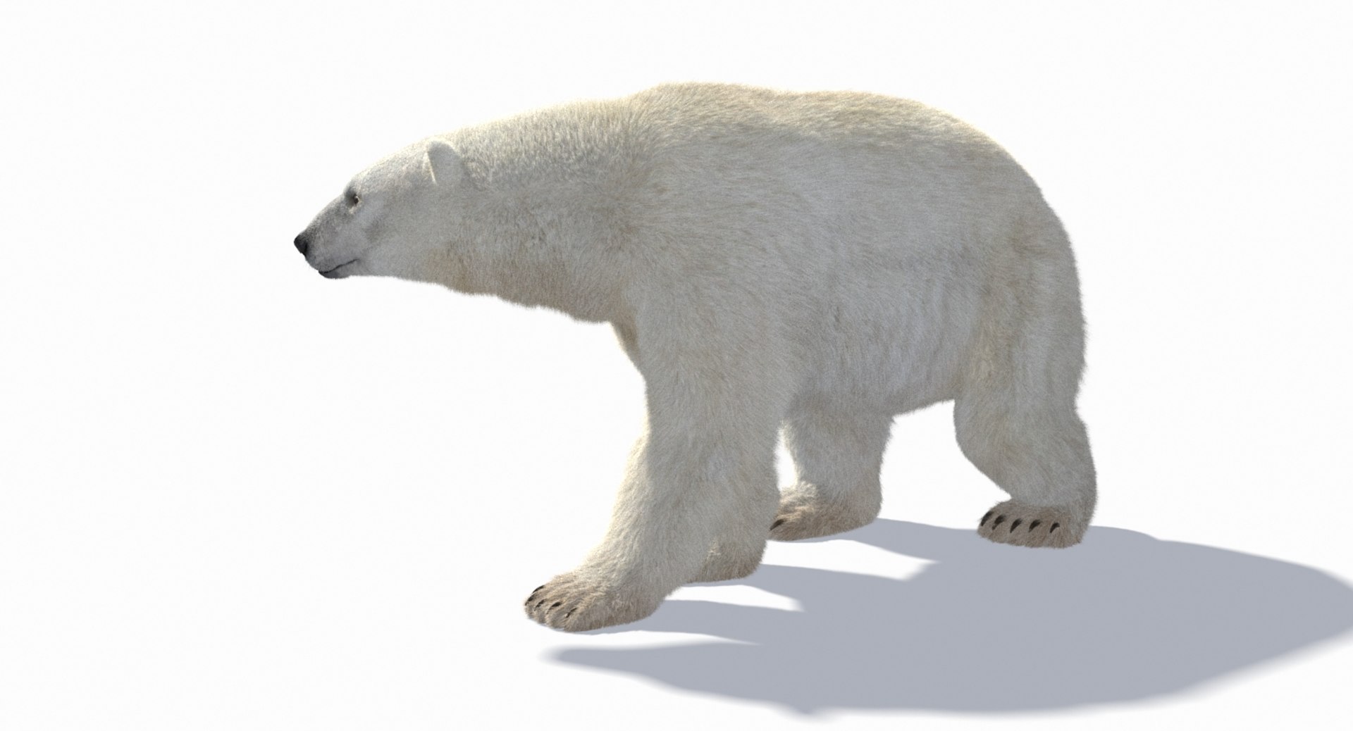 polar bear animation model https://p.turbosquid.com/ts-thumb/zm/nRhFAV/AVRDt907/cam_10/jpg/1538333612/1920x1080/fit_q87/c36291a102c3b5e5e2ed42b49fb482730e2d6d1e/cam_10.jpg