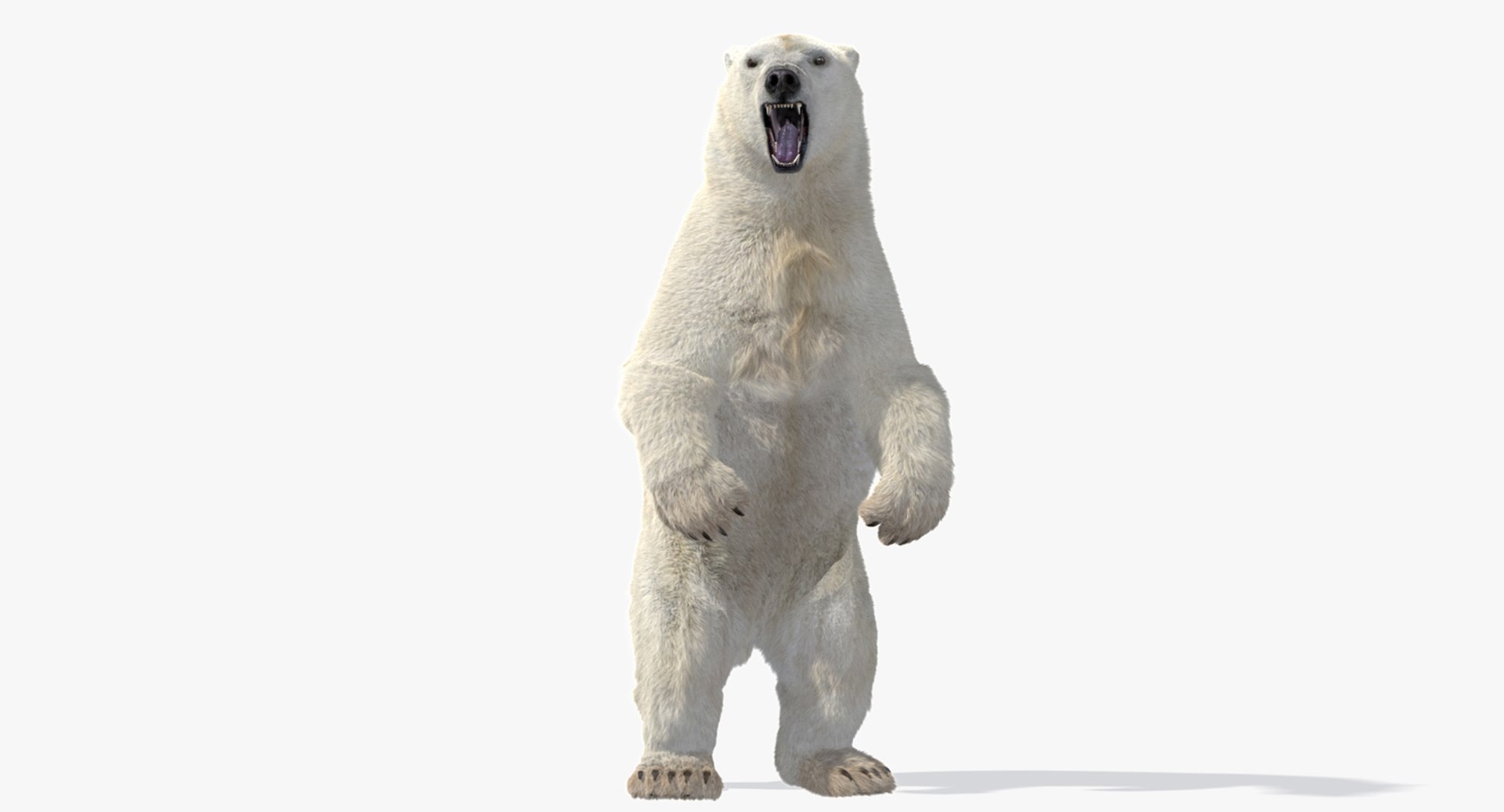 polar bear animation model https://p.turbosquid.com/ts-thumb/zm/nRhFAV/H2WIGPkB/9548/jpg/1538333612/1920x1080/fit_q87/056bedb6e2bfc02a7bad4c11de4783db2ce5be1e/9548.jpg