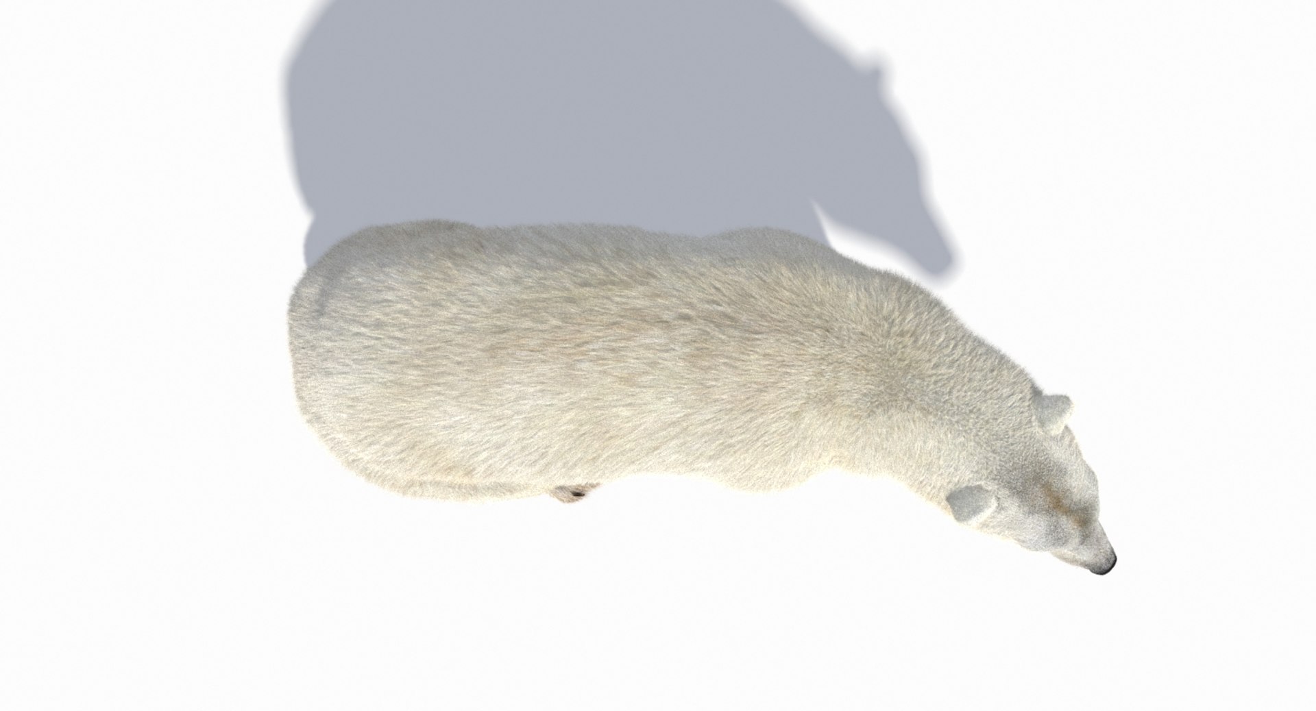 polar bear animation model https://p.turbosquid.com/ts-thumb/zm/nRhFAV/SQzX4ylm/cam_7/jpg/1538333612/1920x1080/fit_q87/45653f57a2a09b1a9c251b6468e44a1ca4a1e423/cam_7.jpg