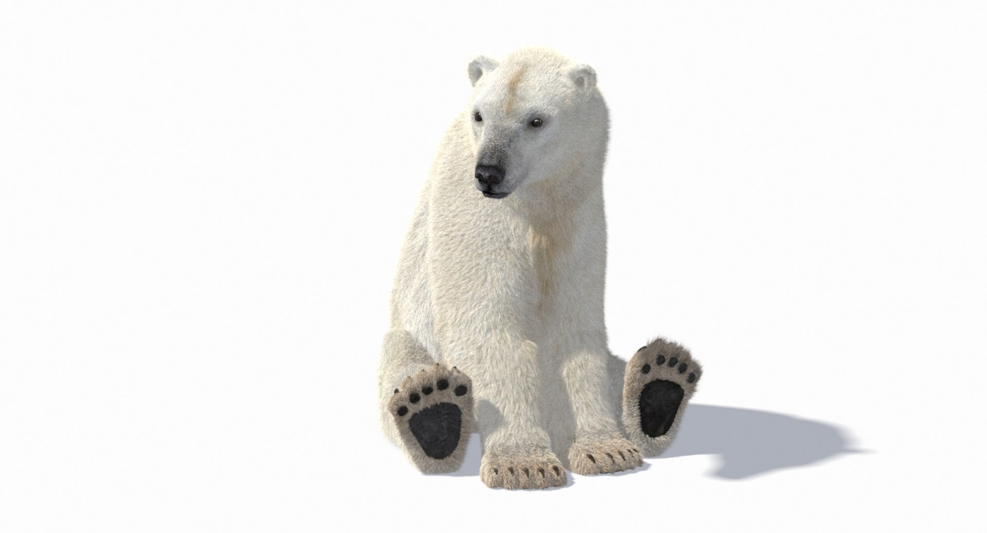 polar bear animation model https://p.turbosquid.com/ts-thumb/zm/nRhFAV/YiG6LSuq/069/jpg/1538333612/1920x1080/fit_q87/8d4df08e8334b685d92a9b4250ae16968cbcae69/069.jpg