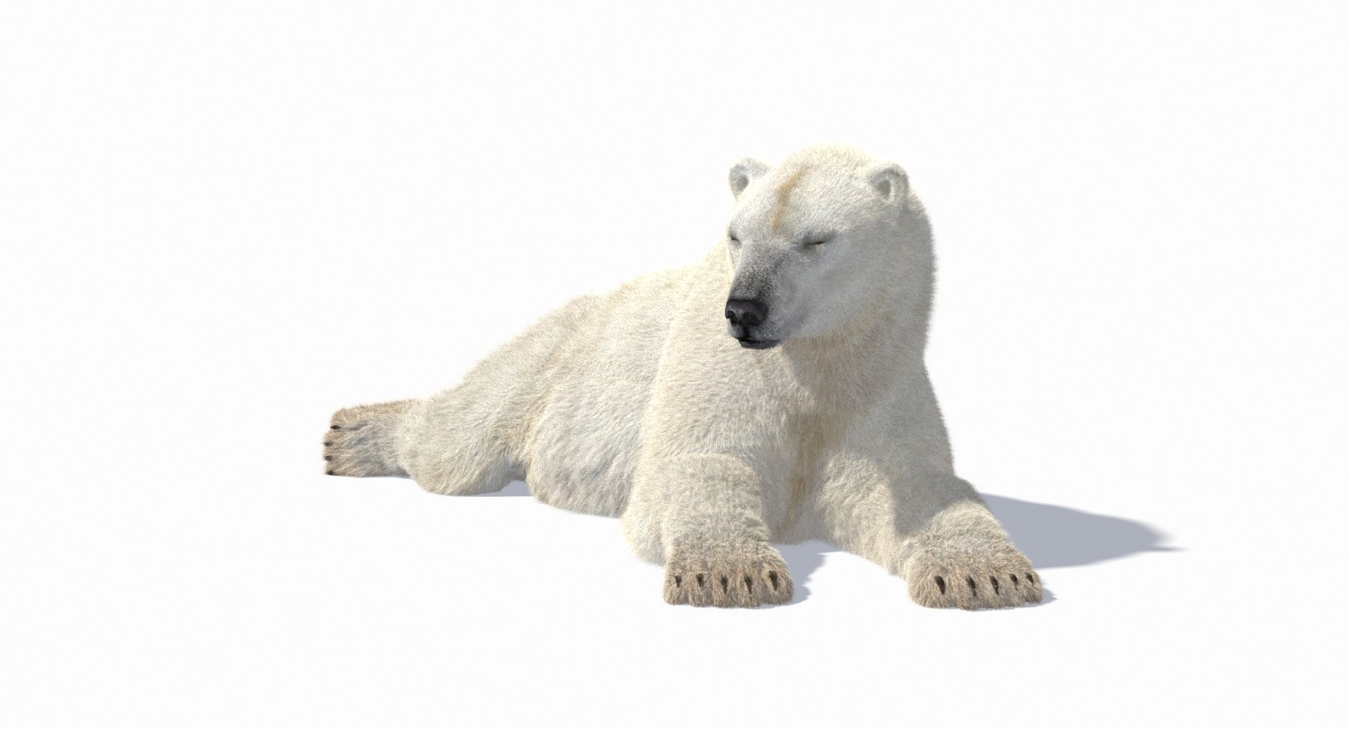 polar bear animation model https://p.turbosquid.com/ts-thumb/zm/nRhFAV/bHsl4TgB/10_/jpg/1538333612/1920x1080/fit_q87/c72ac4a50f850b3bcdbb37c6dac7b6c6cc34fdb2/10_.jpg