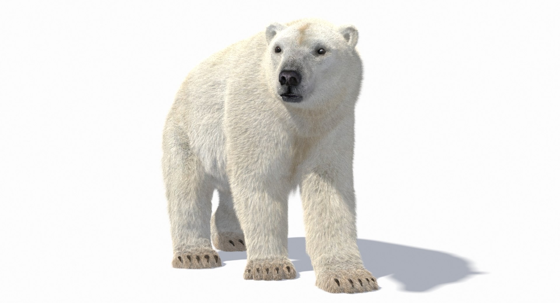 polar bear animation model https://p.turbosquid.com/ts-thumb/zm/nRhFAV/guQjGzvU/cam_3/jpg/1538333612/1920x1080/fit_q87/77fe3b9704ba67823744ec7215d2c0208d214df8/cam_3.jpg