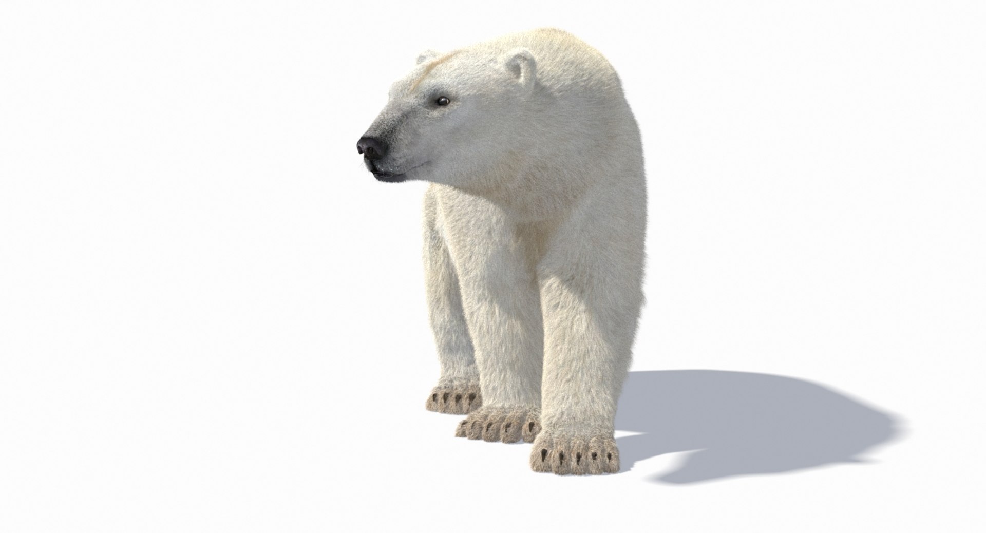 polar bear animation model https://p.turbosquid.com/ts-thumb/zm/nRhFAV/hco17A7D/cam_2/jpg/1538333612/1920x1080/fit_q87/d39e3621e458b75c395e0439e3992b9e935c3fb3/cam_2.jpg
