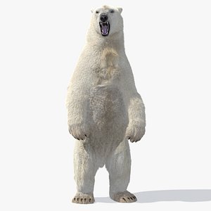 Polar Bear(Animated)