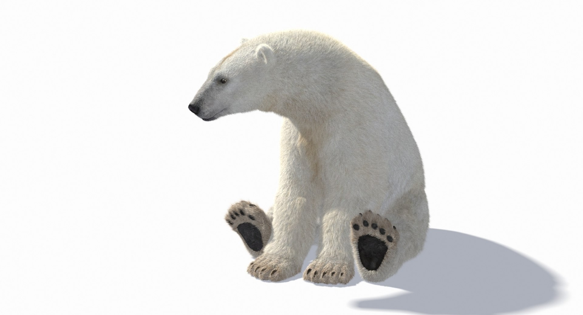 polar bear animation model https://p.turbosquid.com/ts-thumb/zm/nRhFAV/obskV8J1/7_/jpg/1538333612/1920x1080/fit_q87/34ebbe3ab465d29073086ea42bf5185475b84473/7_.jpg
