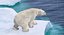 Ours polaire (animé)