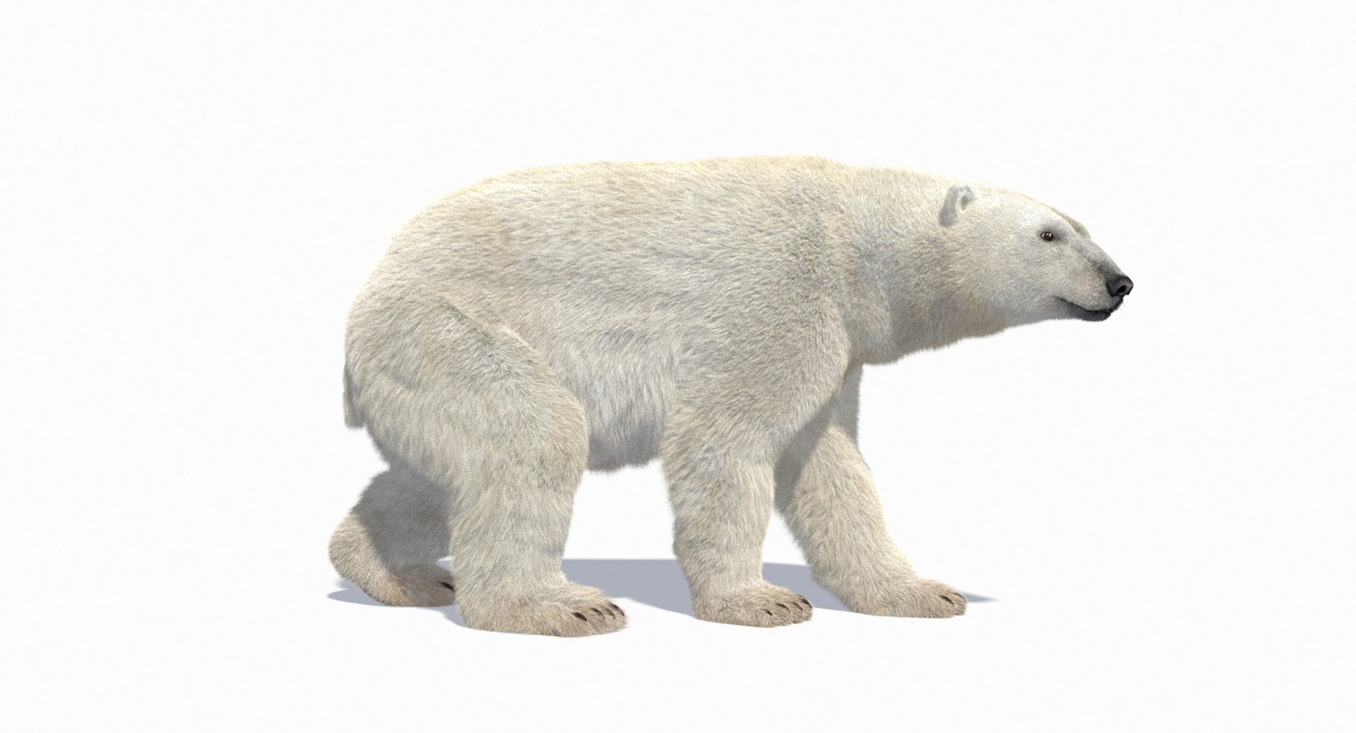polar bear animation model https://p.turbosquid.com/ts-thumb/zm/nRhFAV/wD97fkI0/cam_6/jpg/1538333612/1920x1080/fit_q87/22457b54adc45c88061ec545288bc15eeaa1d6bf/cam_6.jpg