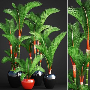 Cyrtostachys renda palm set