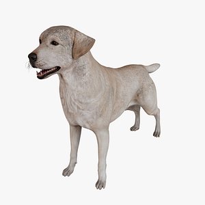 Labrador Retriever model
