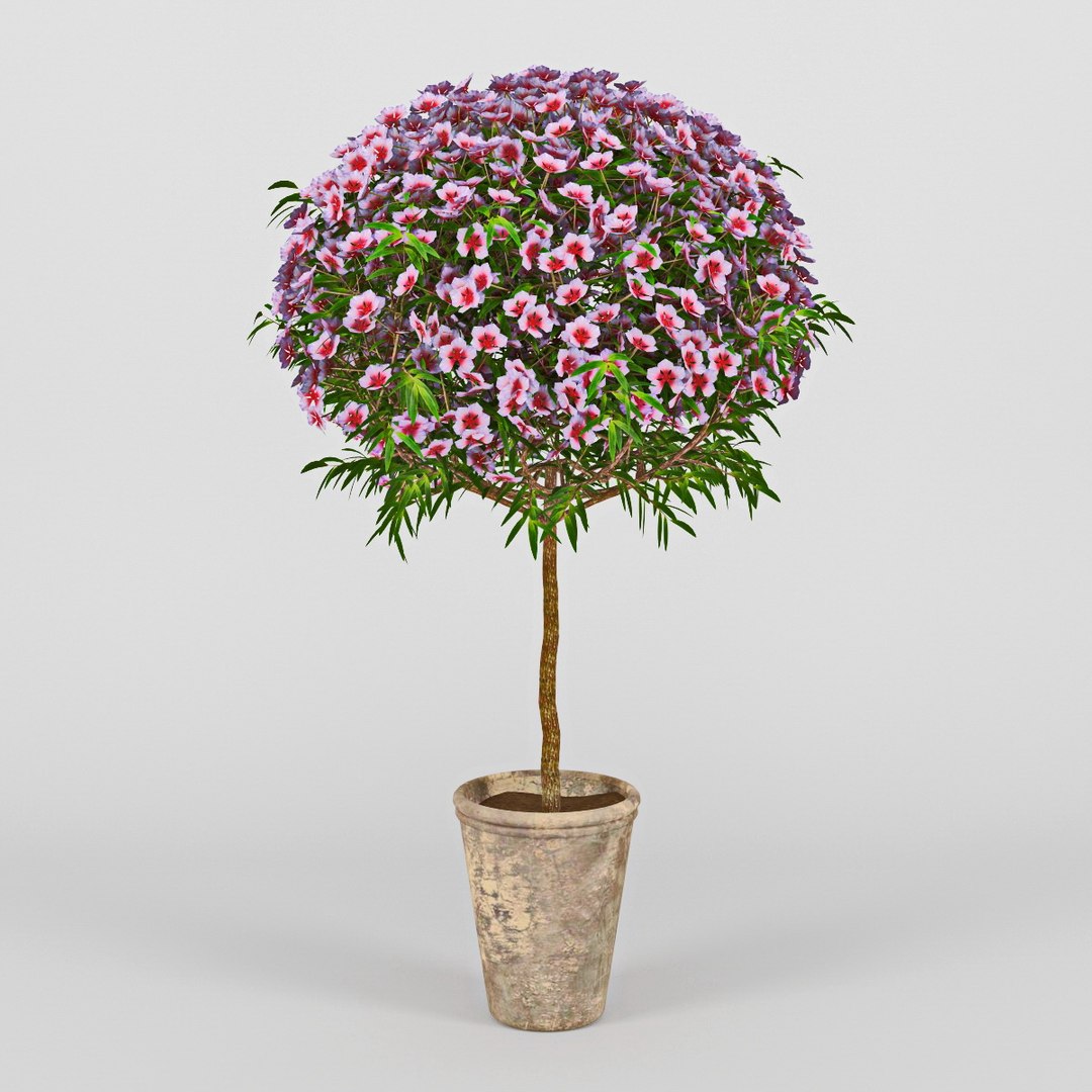 leptospermum 3d model https://p.turbosquid.com/ts-thumb/zn/1GB10z/TqjlXe1M/rend2/jpg/1434743018/1920x1080/fit_q87/cc14cfd9fe76a4b27461dfc7ed33fec2821cf323/rend2.jpg